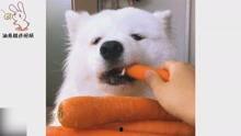 娱乐吃瓜兔子视频